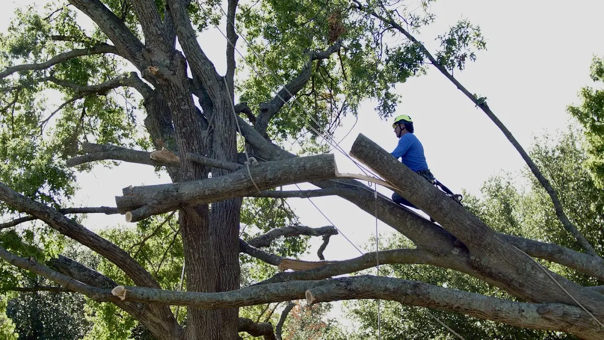 Professional Crown Thinning performed by certified arborists in Mexico